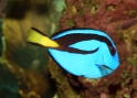 Paracanthurus hepatus (Palette surgeonfish), Aquarium 1